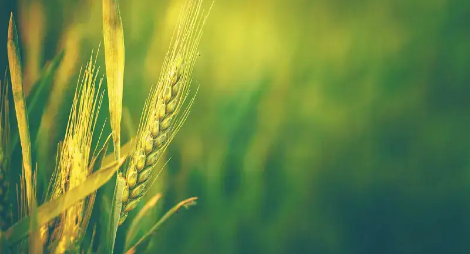 Crop Recommendation